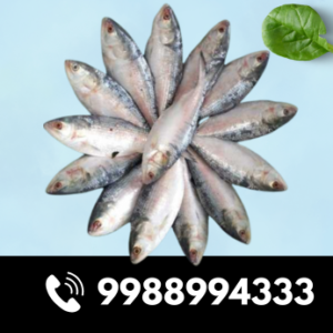 Godavari Pulasa Fish